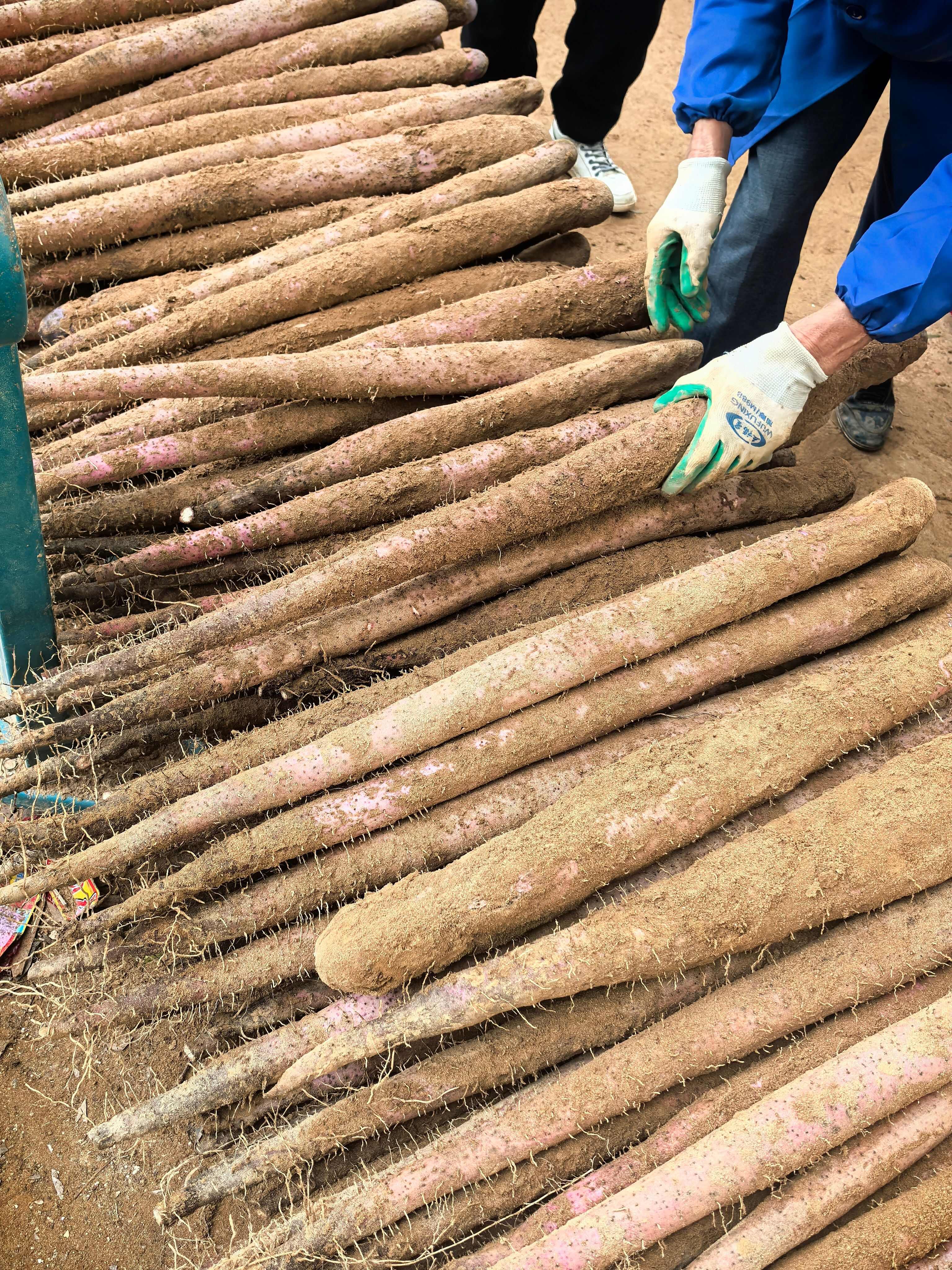 淮山药  小叶淮山  大型基地直供