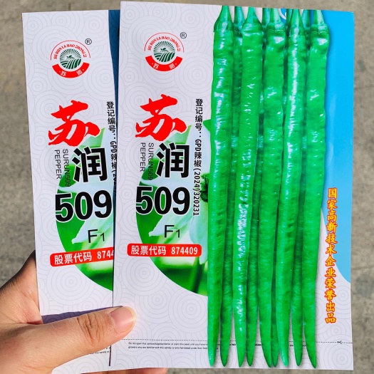 沭阳县苏润509线椒种子早熟产量高顺直软皮特长线椒种籽基地专用