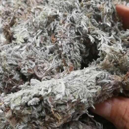 广州茵陈靓货山东茵陈新鲜干货干净无杂白蒿中药材三月绵茵陈草药