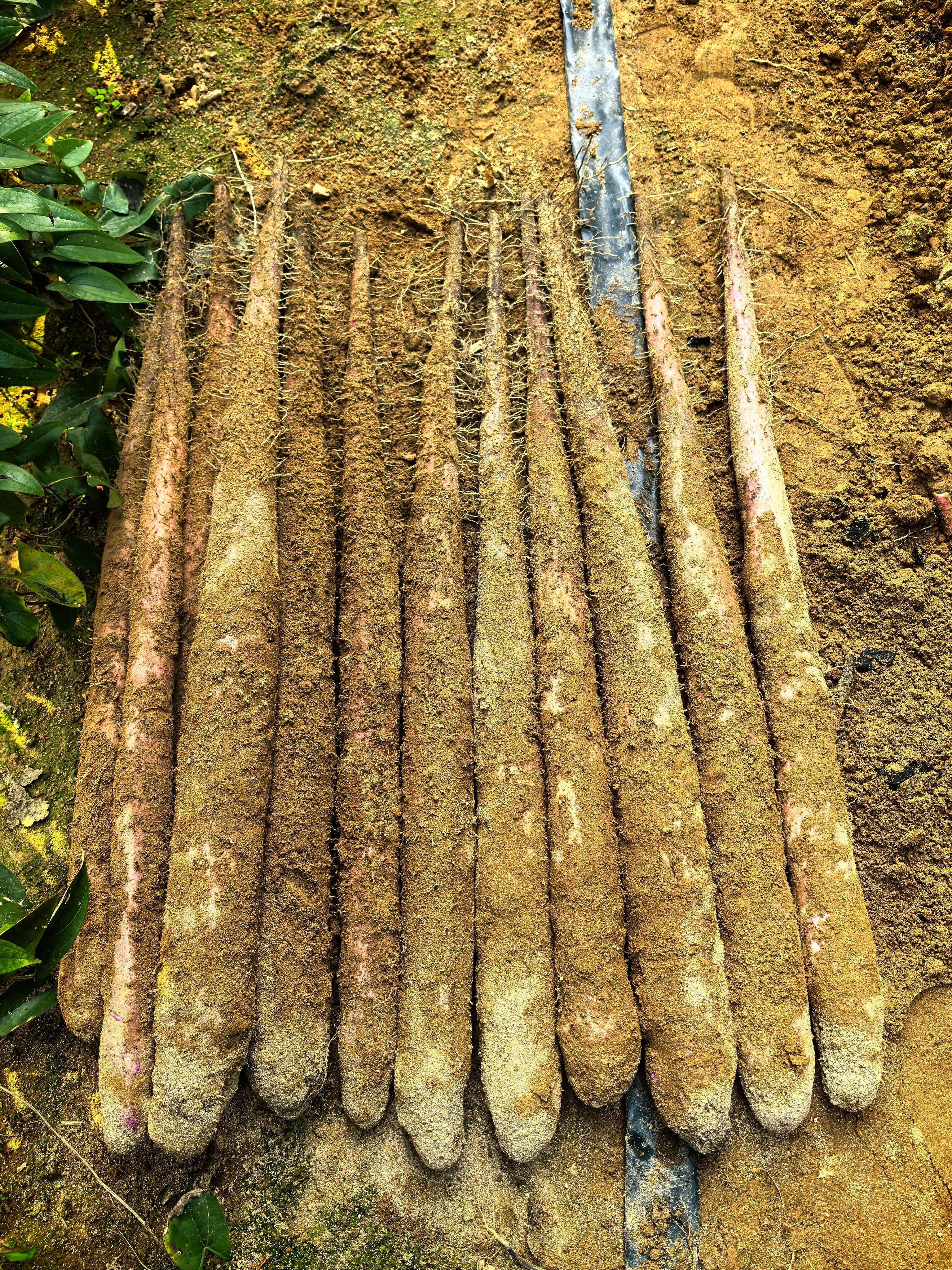 淮山药  小叶淮山  大型基地直供