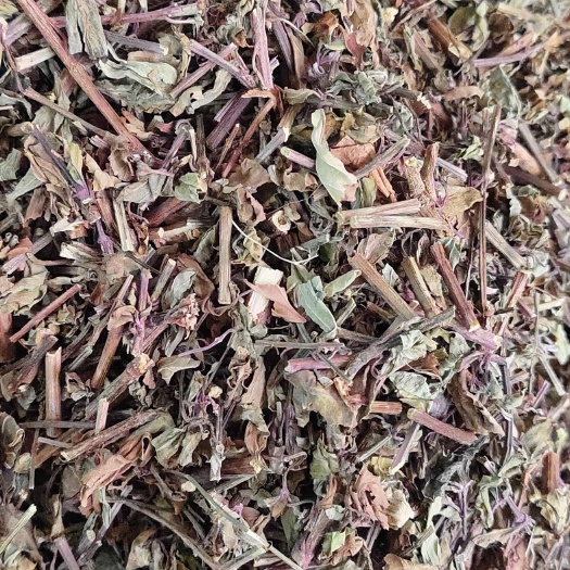 玉林猫须草