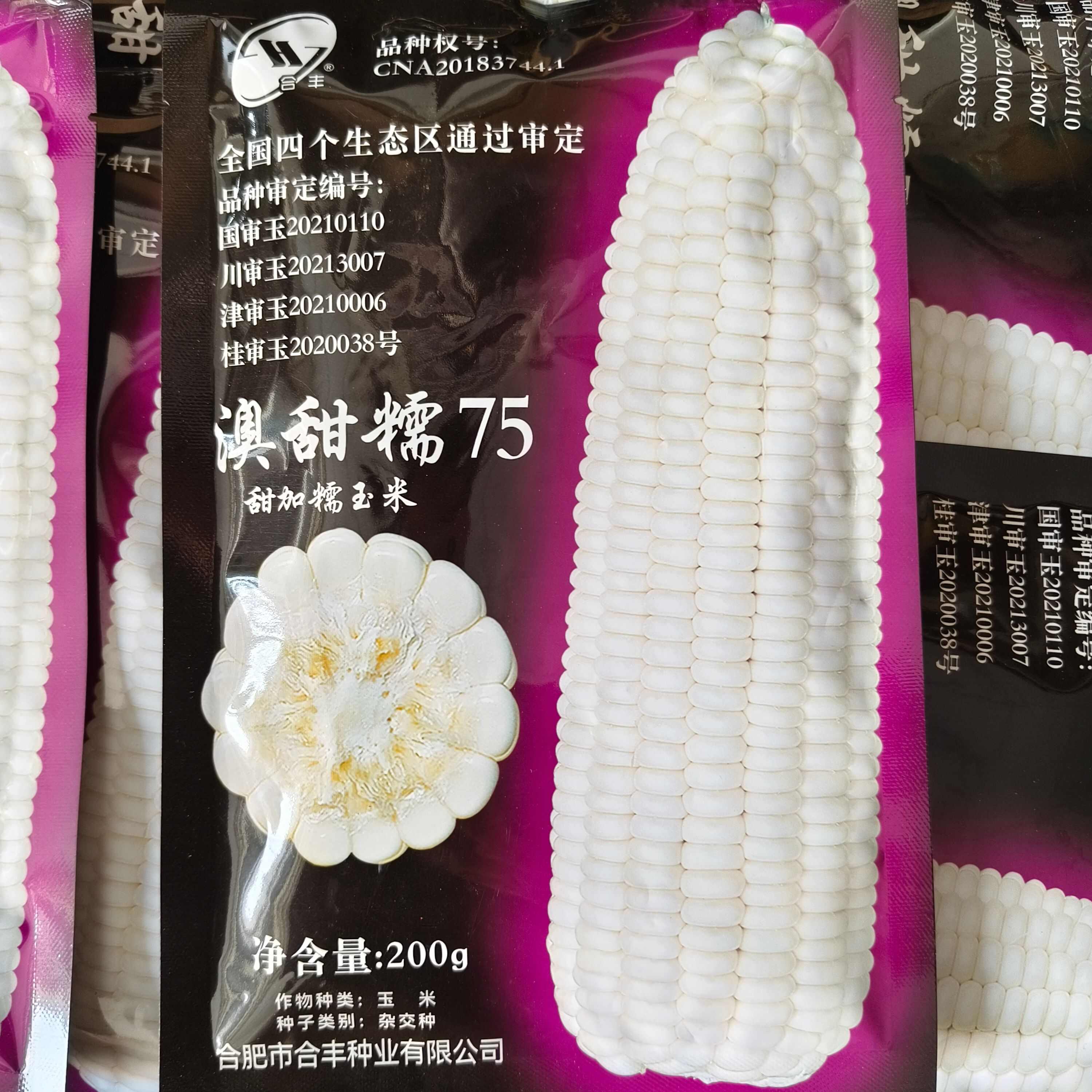 澳甜糯75玉米种子大棒甜加糯玉米种子 鲜食白糯玉米四大区审定
