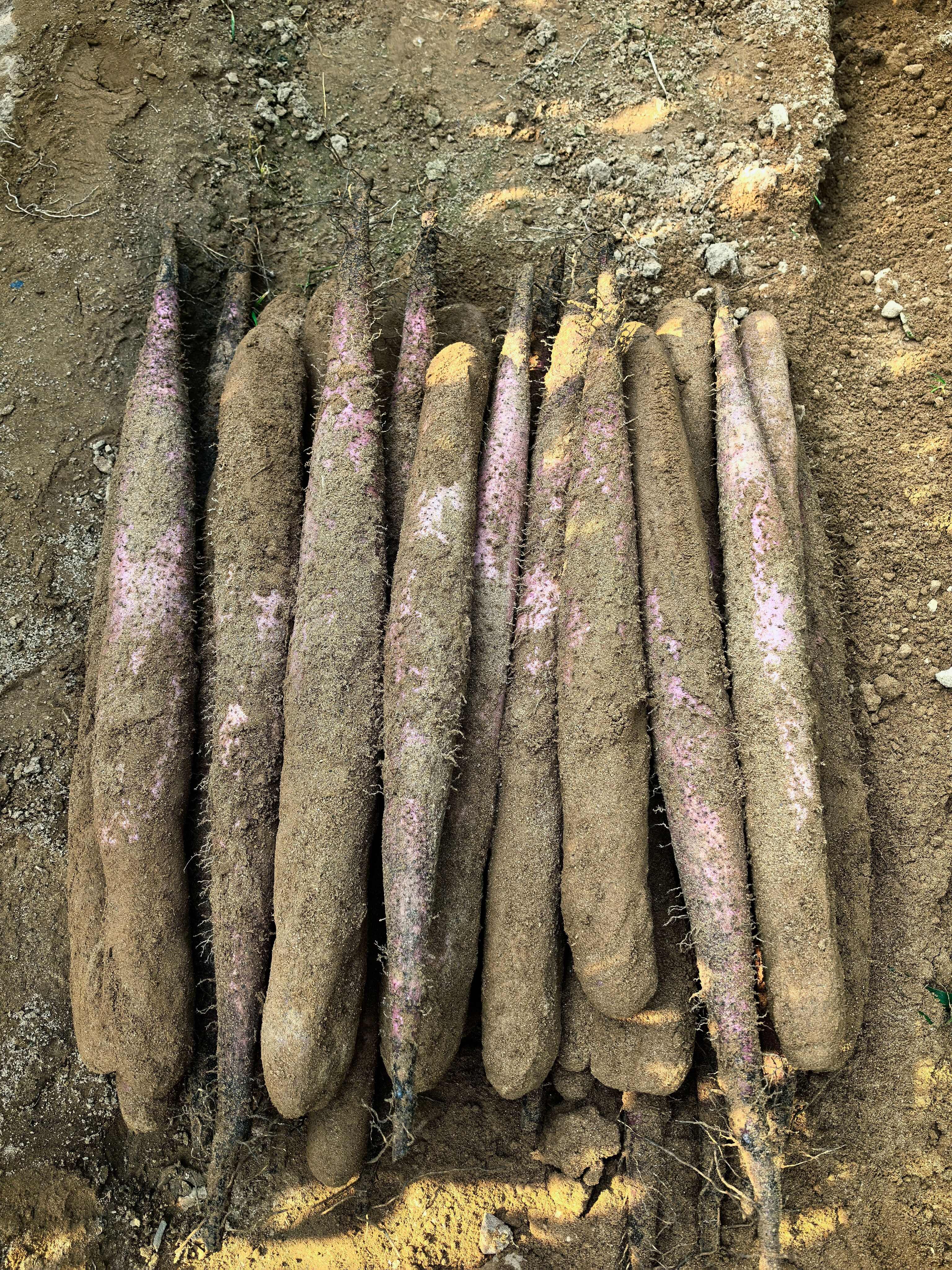 淮山药  小叶淮山  大型基地直供