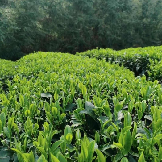 三江县三江春茶绿茶，农家工艺