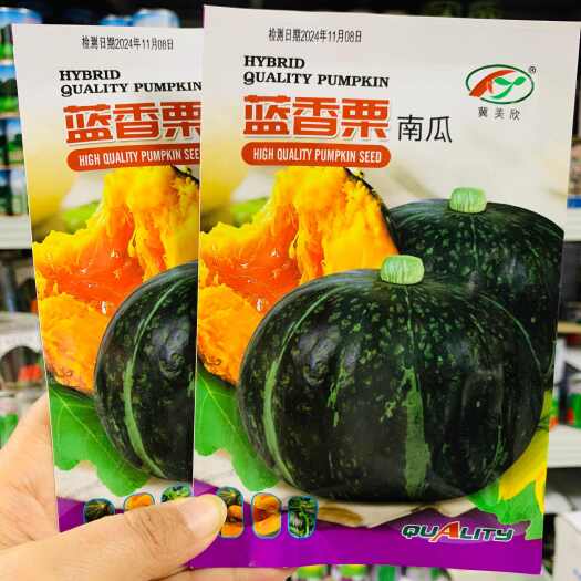 沭阳县蓝香栗南瓜种子高品质板栗南瓜种籽基地专用糯面甜香香栗味浓