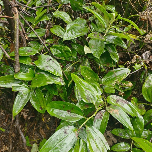 峨边县玉竹中药材玉竹大小通货新鲜货现挖现发纯中药材