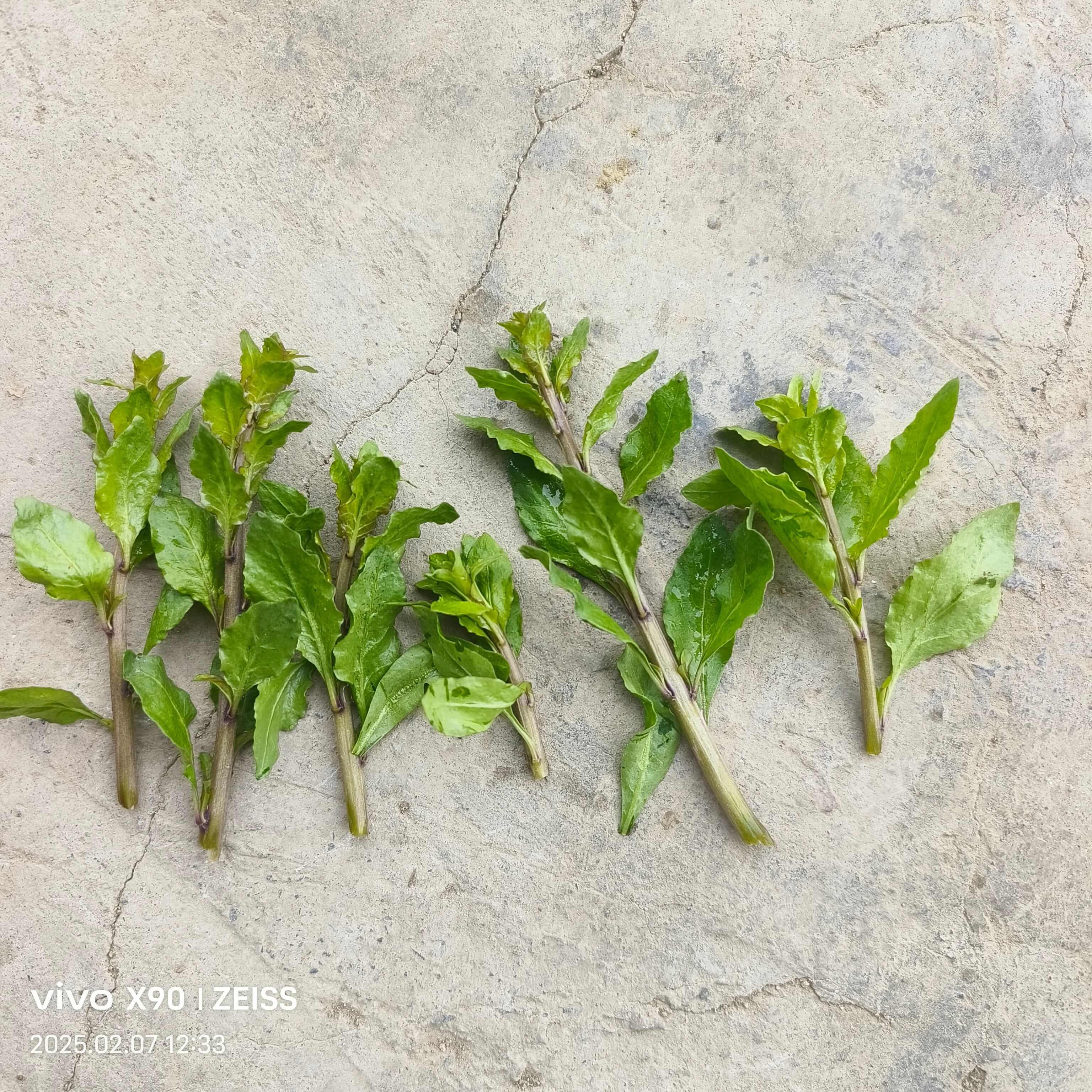 枸杞芽