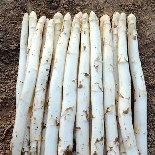 白芦笋现挖现发货笋质鲜嫩量大从优批发零售