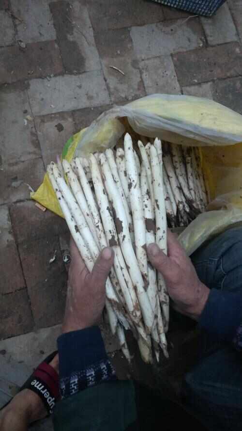 白芦笋现挖现发货笋质鲜嫩量大从优批发零售