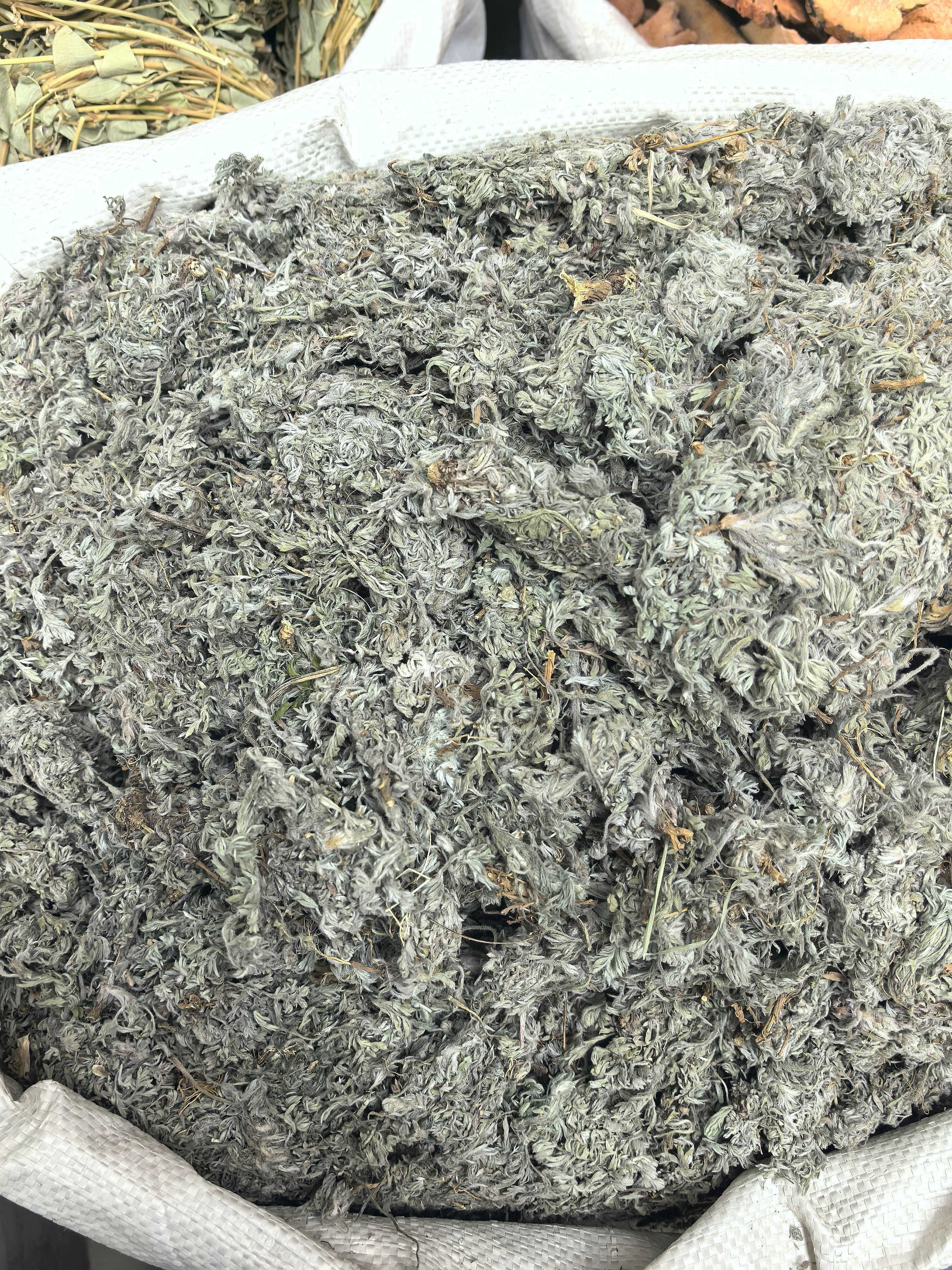 山东茵陈  广州荔湾直发  批发零售