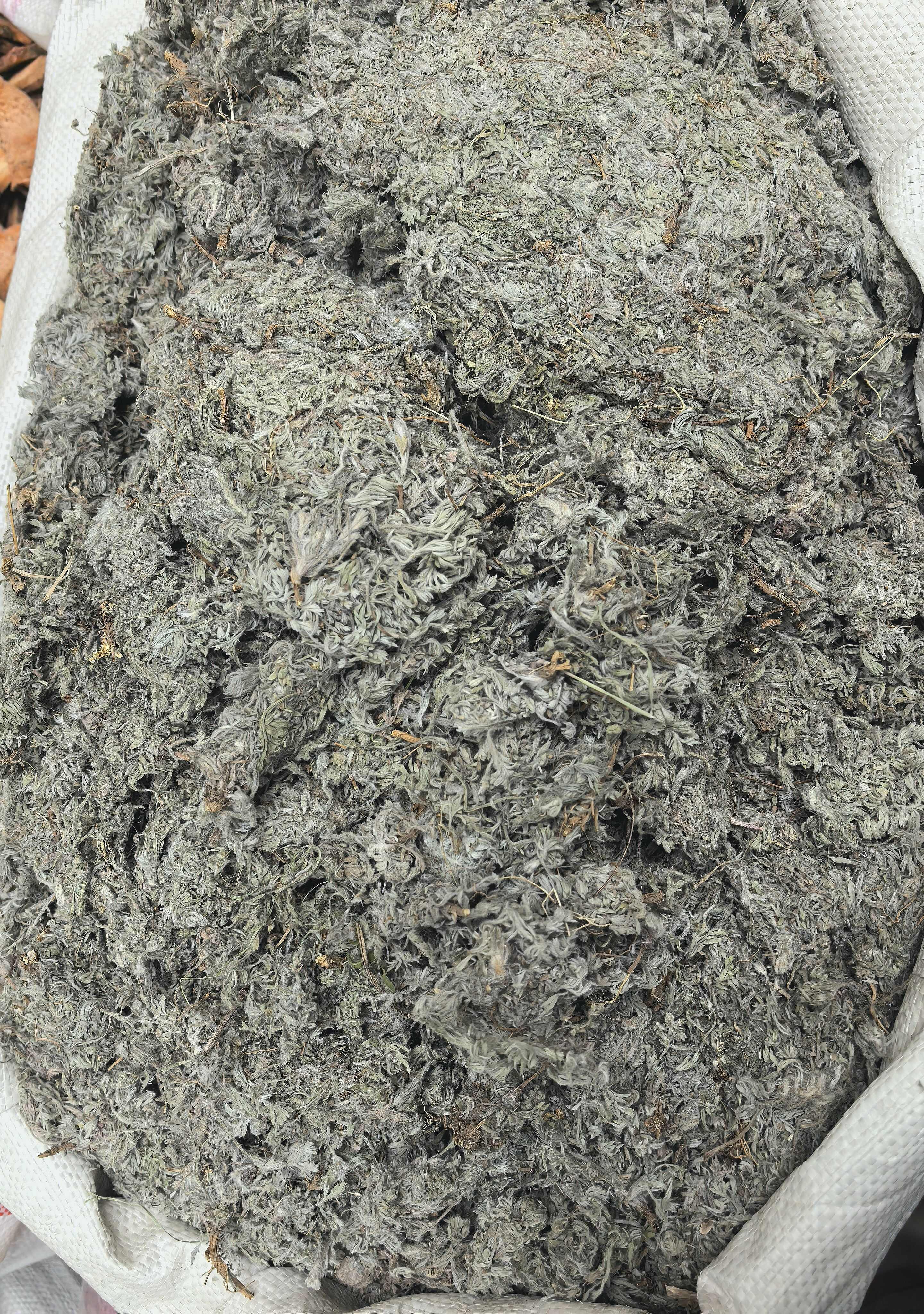 山东茵陈  广州荔湾直发  批发零售