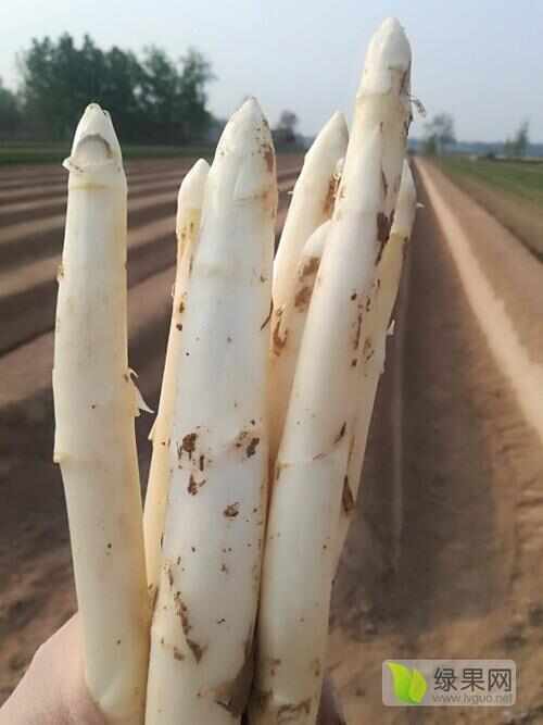 白芦笋现挖现发货笋质鲜嫩量大从优批发零售