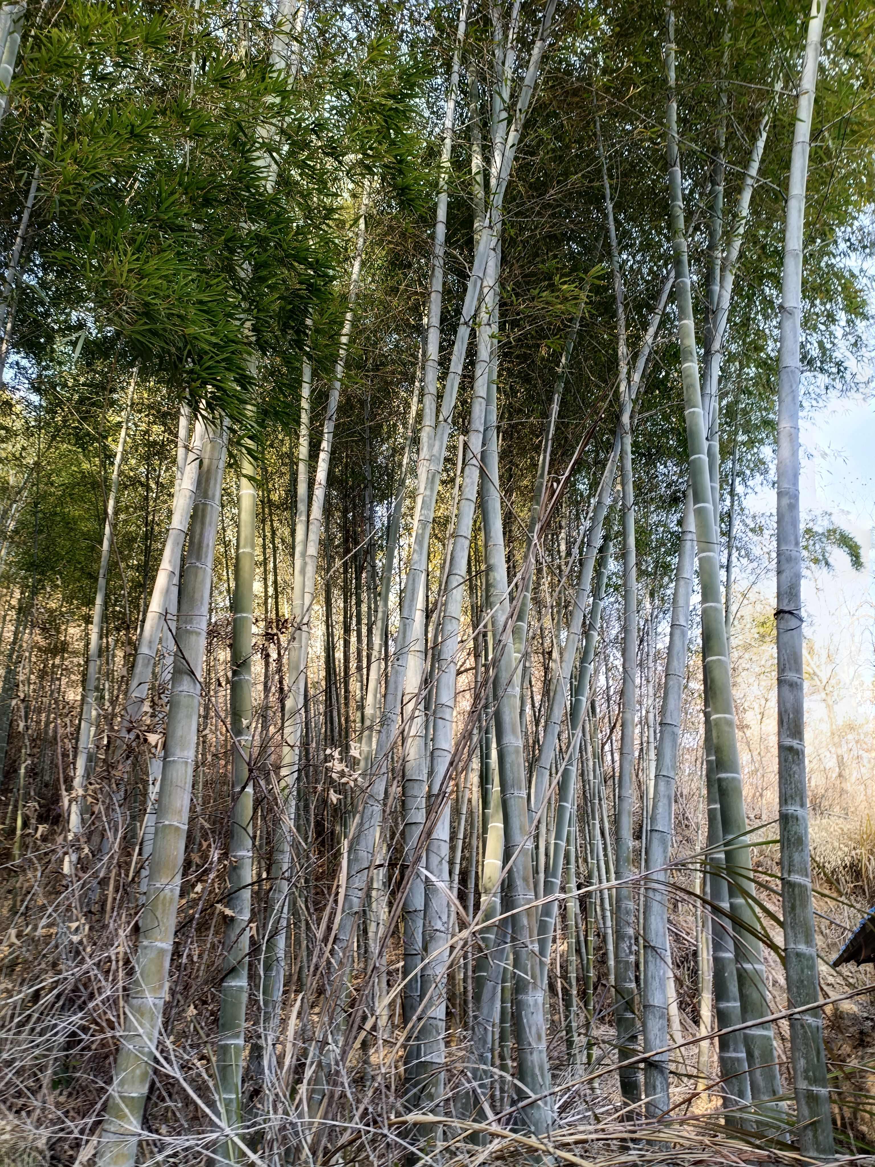 自家楠竹10块钱一颗有需要的老板直接联系我在湖北黄冈