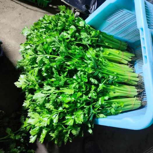 上海精品芹菜大量现货农户一手现采