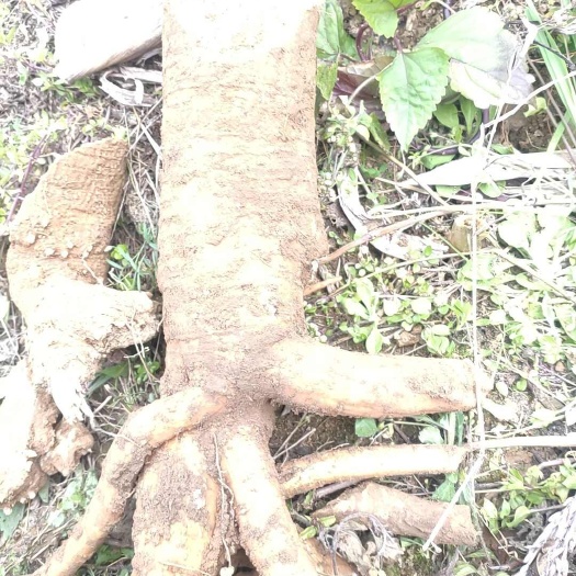 云南中药名商陆根鲜货