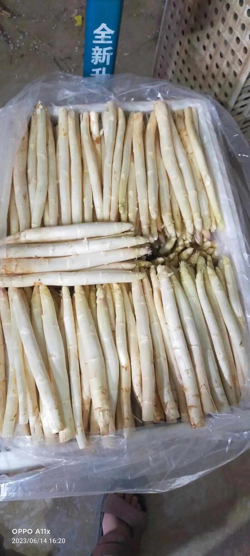 白芦笋现挖现发货笋质鲜嫩量大从优批发零售