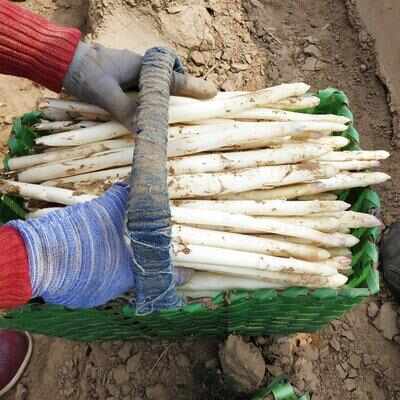 白芦笋现挖现发货笋质鲜嫩量大从优批发零售