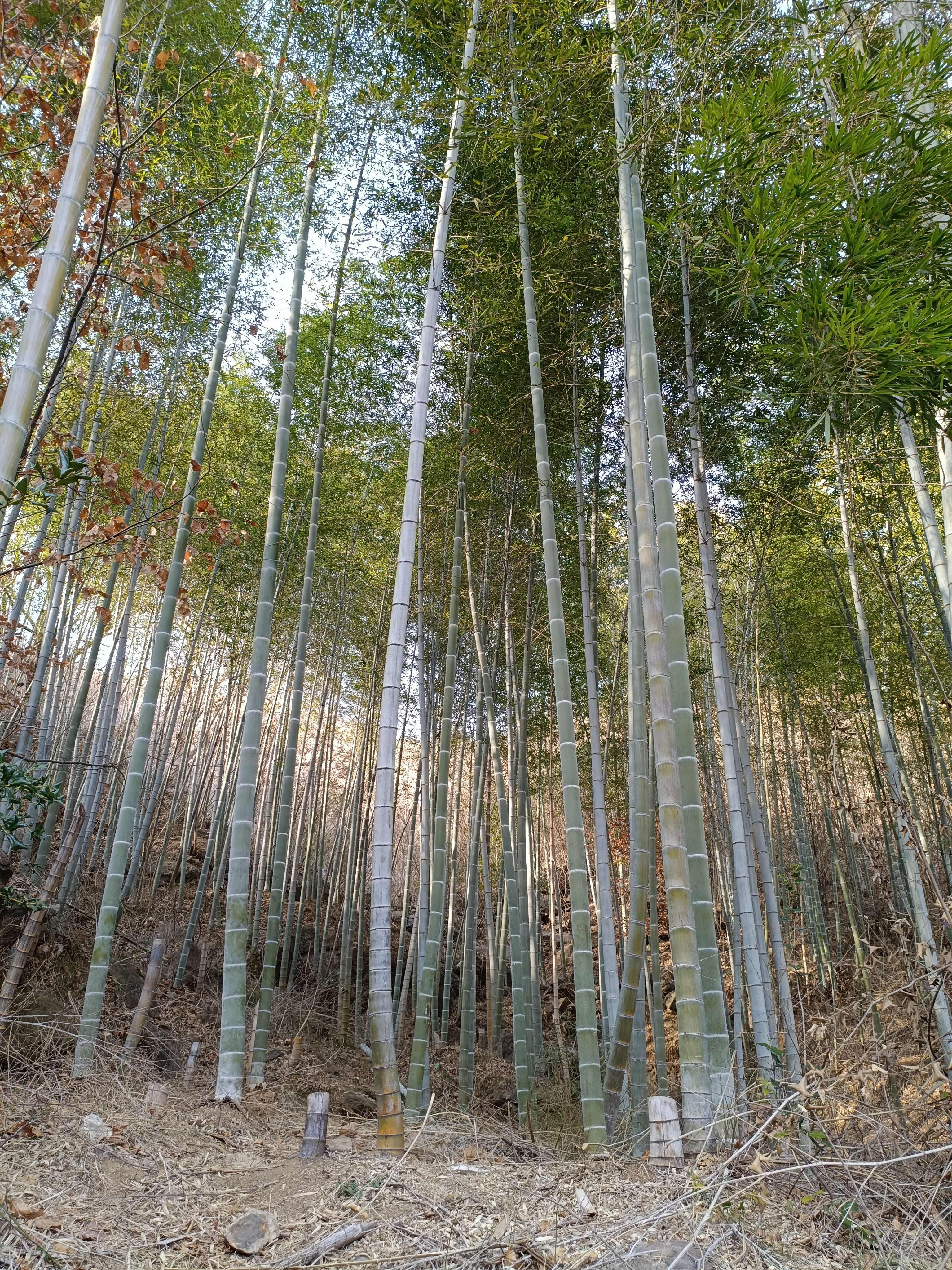 自家楠竹10块钱一颗有需要的老板直接联系我在湖北黄冈