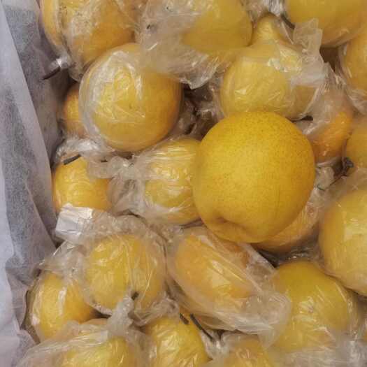 昌黎县土窑存有大量蜜梨，质量一流，金黄色价位亲民。