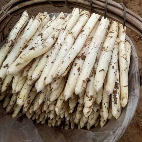 白芦笋现挖现发货笋质鲜嫩量大从优批发零售