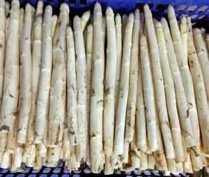 白芦笋现挖现发货笋质鲜嫩量大从优批发零售