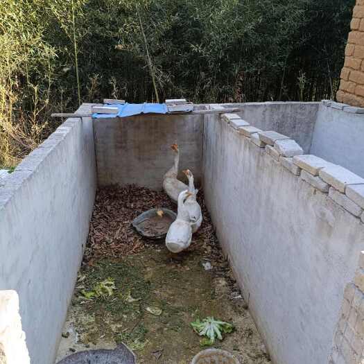 麻城市自家养的鹅有需要的老板可以直接购买3个鹅500元