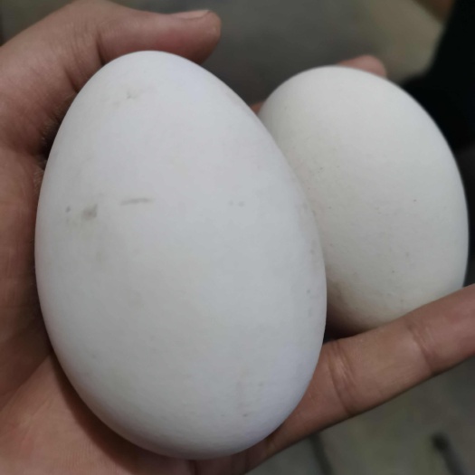 聊城自家散养鹅蛋，吃菜和粮食长大的