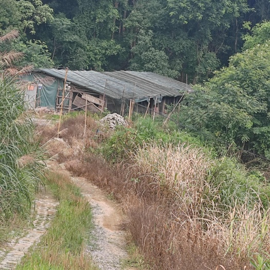 娄底万宝果树场地出租，水电路通，地点在湖南娄底万宝