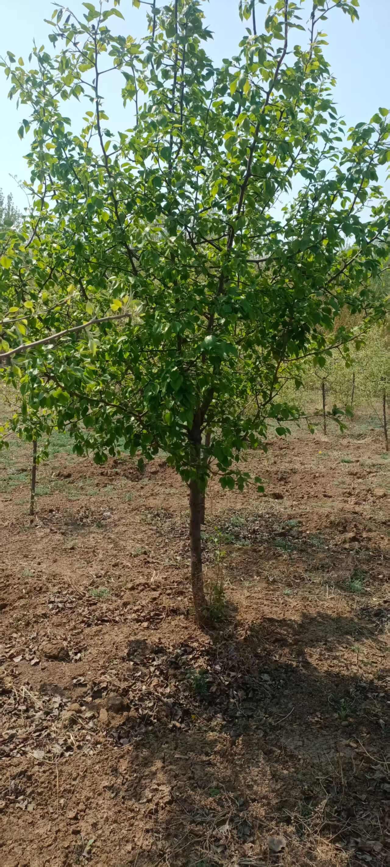 苗圃杜梨树苗腿林销售大规格杜梨树
