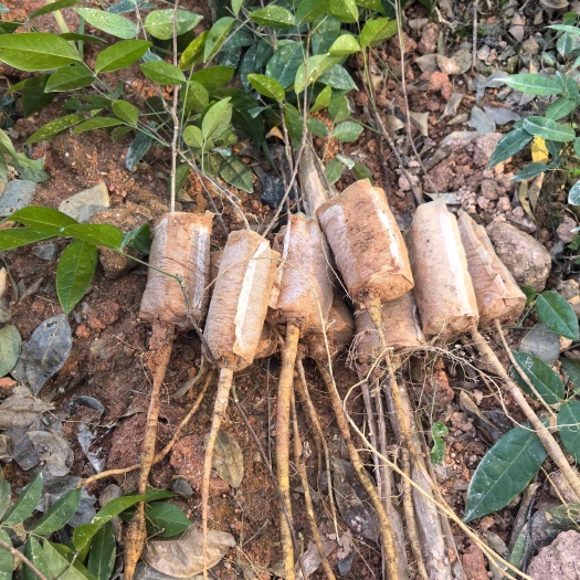 牛大力苗  牛大力种苗，本合作社种植的纯正甘甜品种，丰富种植