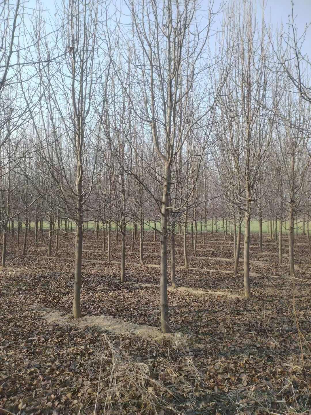 苗圃杜梨树苗腿林销售大规格杜梨树