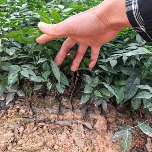 牛大力苗  小叶甘草牛大力种苗