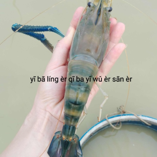 肇庆鲜活罗氏沼虾，产地直供，常年有货，电话或V详聊