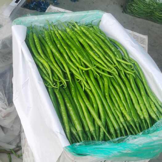 黄线椒沂水县线椒