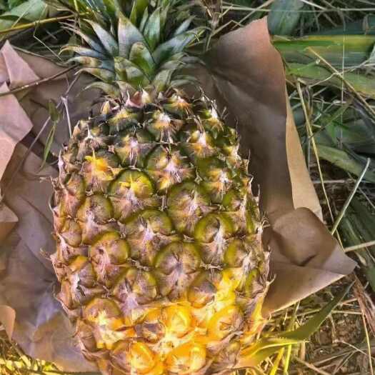 海南金钻凤梨一件代发包邮包售后