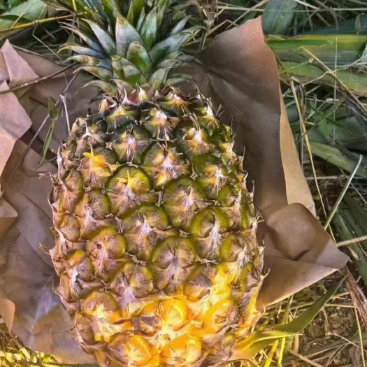 三亚海南金钻凤梨一件代发包邮包售后