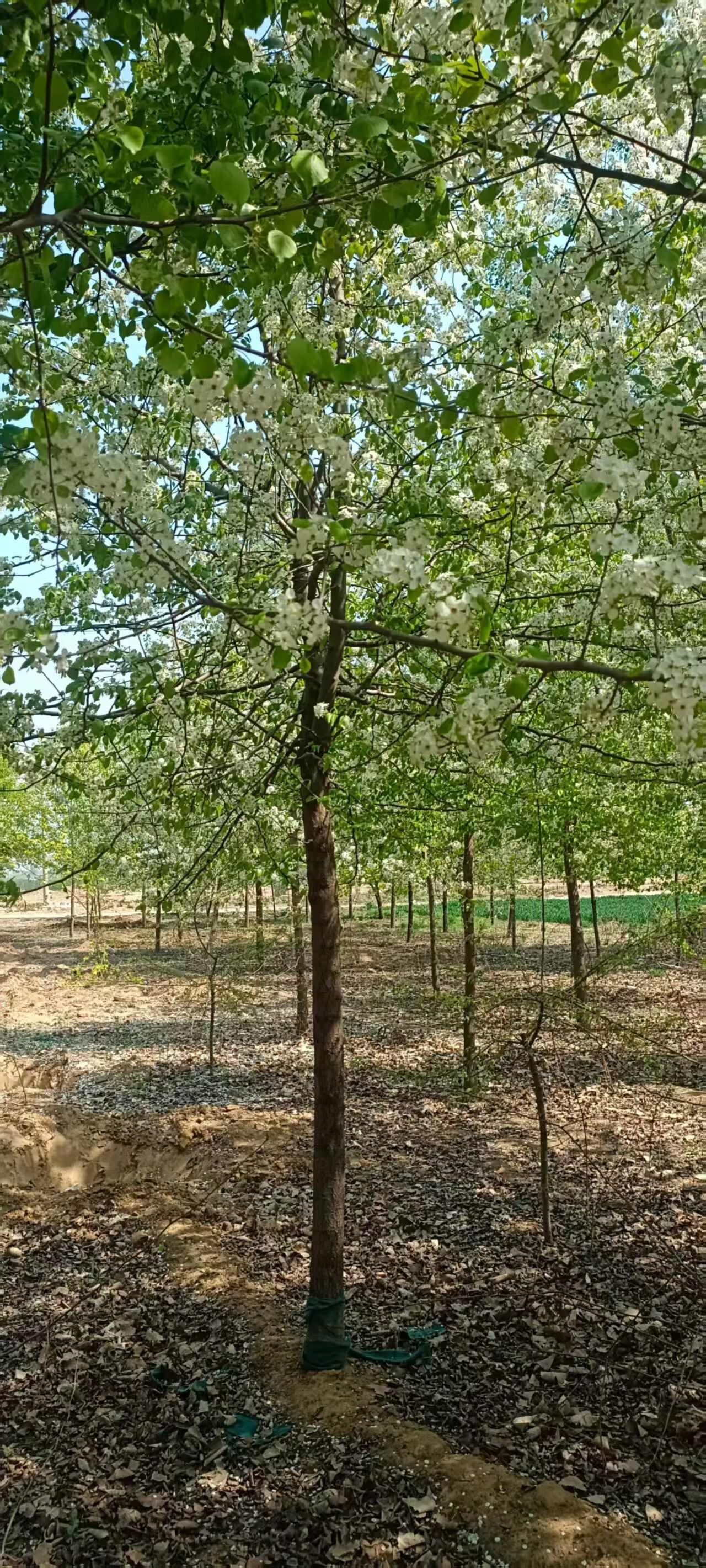苗圃杜梨树苗腿林销售大规格杜梨树