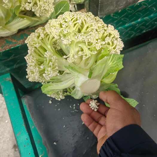 通许县白花菜花 适中 河南省开封市通许县 2~3斤