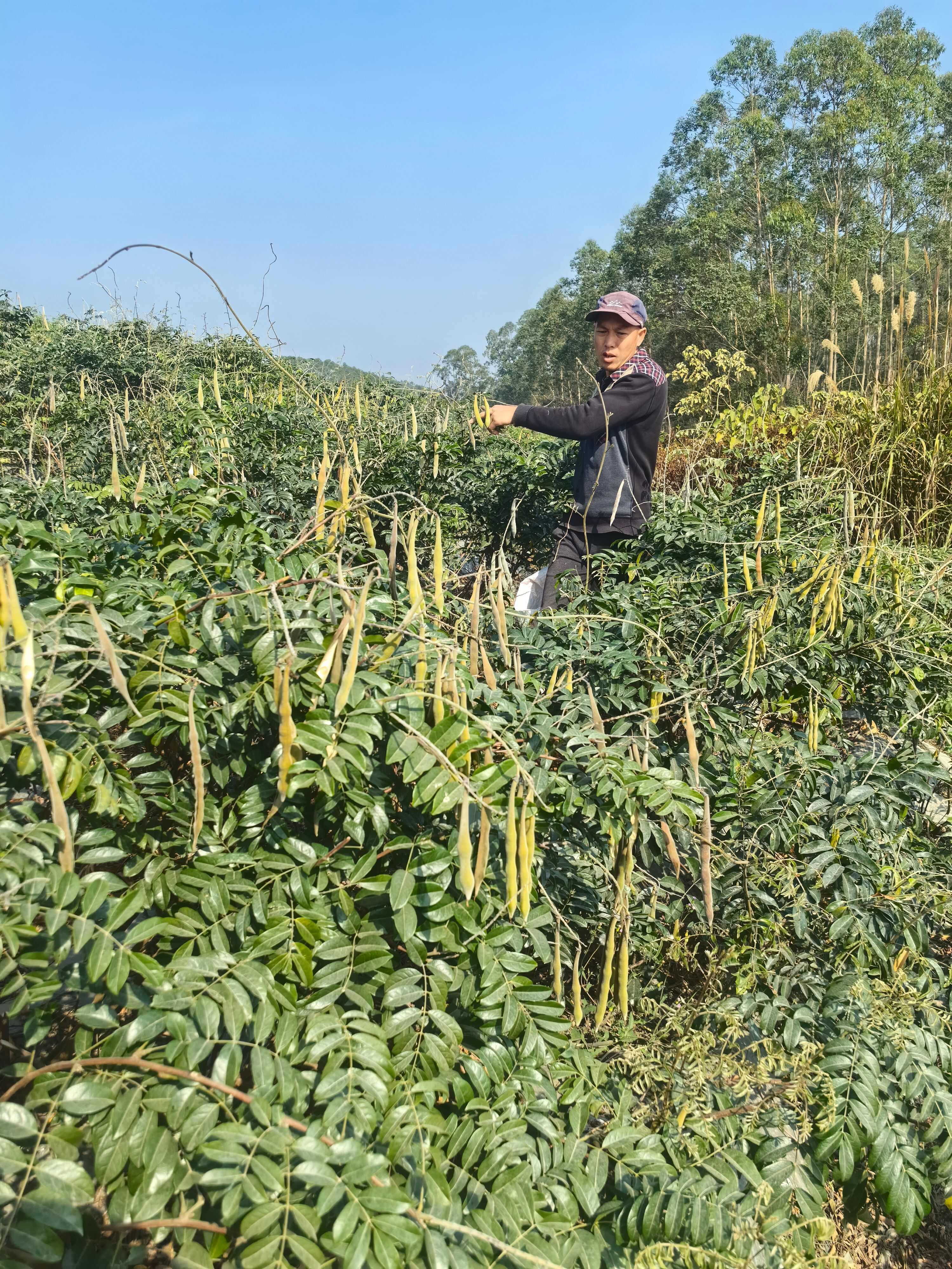 牛大力苗  牛大力种苗，本合作社种植的纯正甘甜品种，丰富种植