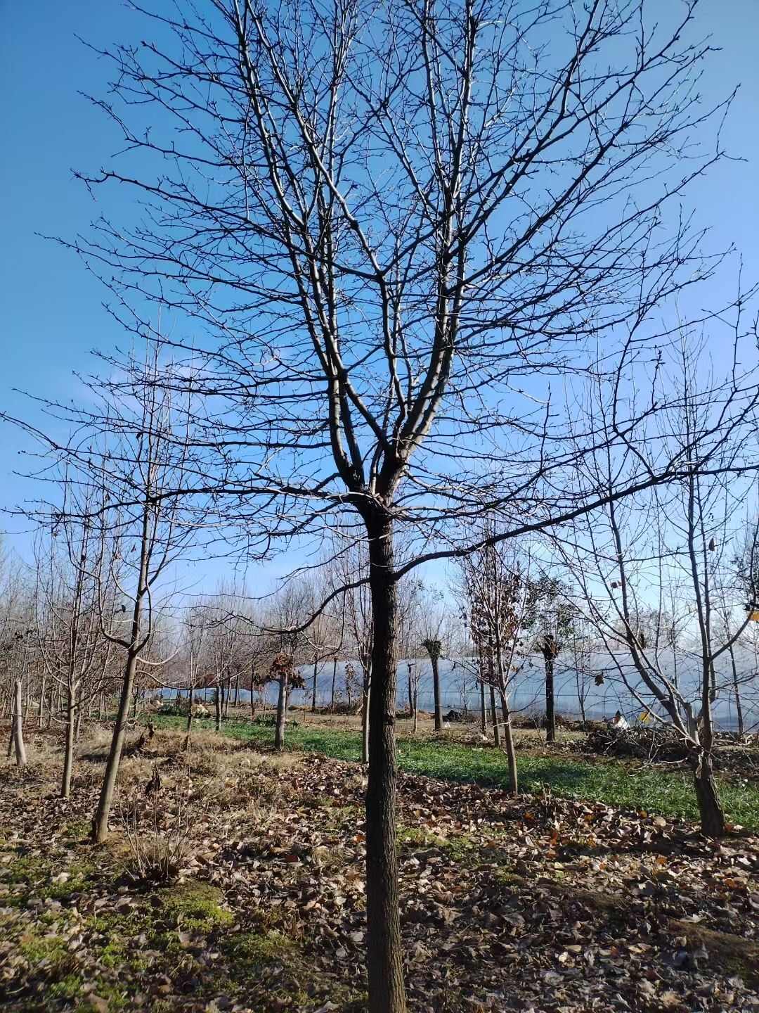 苗圃杜梨树苗腿林销售大规格杜梨树