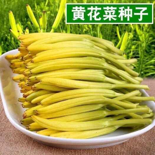 邵东市邵东本地干黄花，色泽分明，蒸熟纯晒干