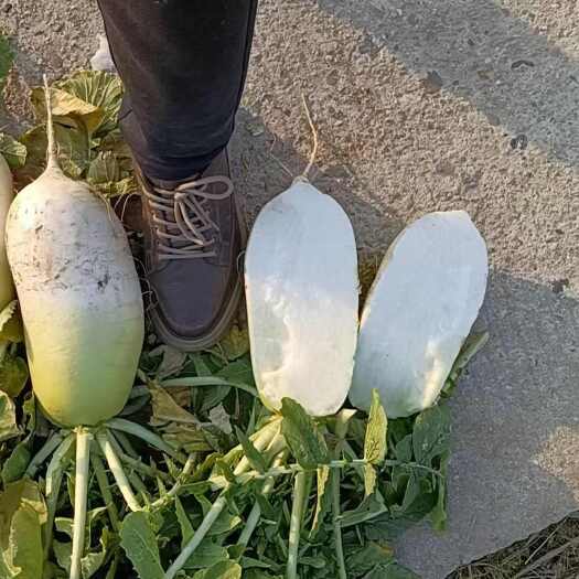 潍坊红皮萝卜