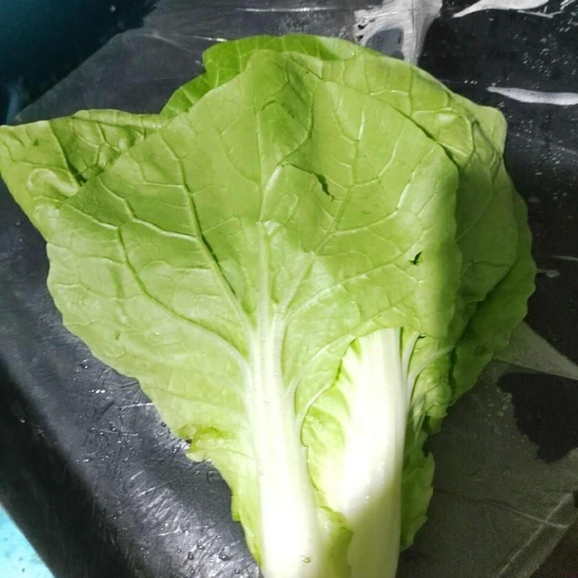 南通快白菜