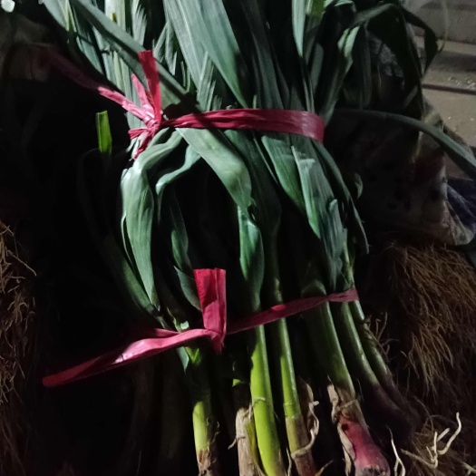 商丘蒜苗大量上市