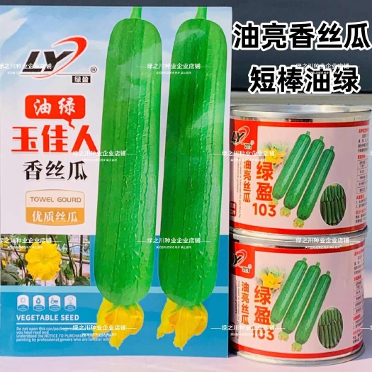 沭阳县寿光玉佳人油绿丝瓜种子早熟绿盈油皮短棒香丝瓜种籽油亮丝瓜高产