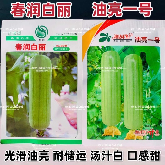 沭阳县春润白丽丝瓜种子油亮一号白丝瓜种籽汤白清香白油肉丝瓜种子春季