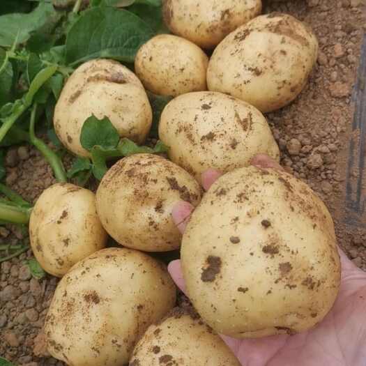 扶绥县广西新土豆已经大量上市啦！各种规格各种品类都有，基地直发