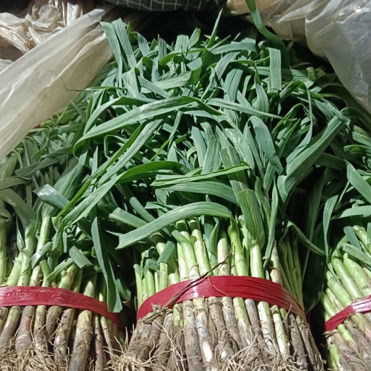 商丘蒜苗