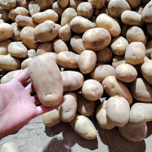 黄皮黄心土豆种薯 种苗 发货快