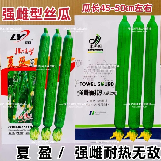 沭阳县强雌耐热无敌丝瓜种子夏润夏盈丝瓜种子抗热早熟节节有瓜长棒丝瓜
